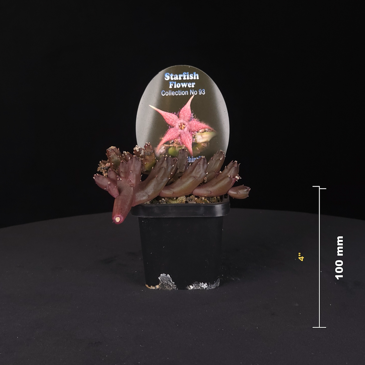 Stapelia schinzii var. angolensis Starfish Flower – Collection No. 93