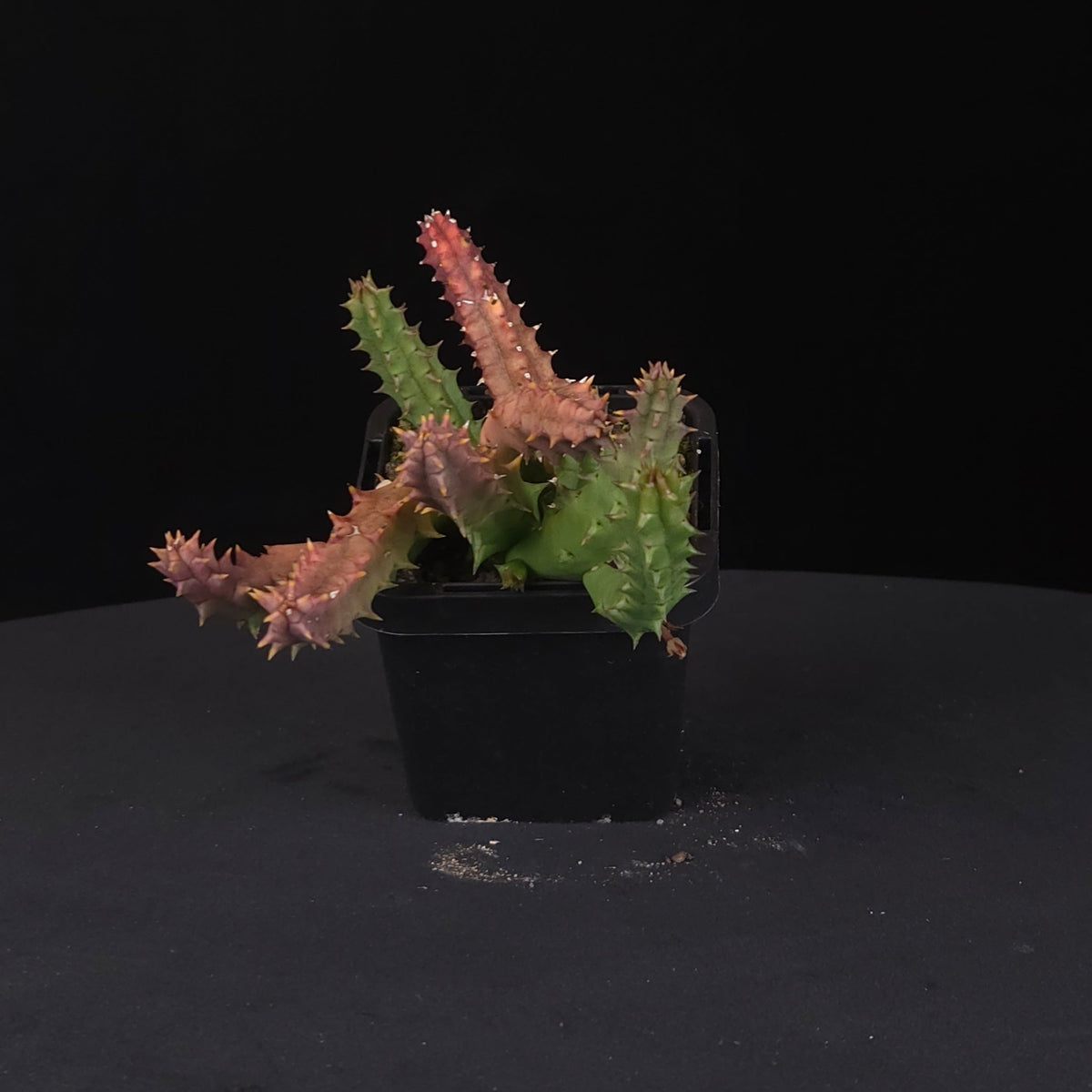 Huernia keniensis var. grandiflora Stapelia Starfish Flower – Collection No. 17