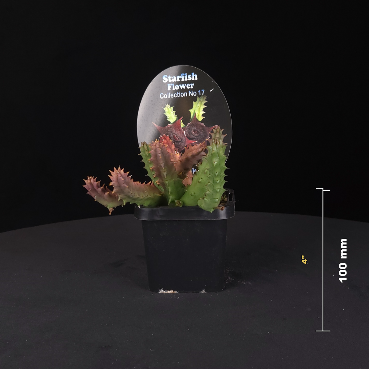 Huernia keniensis var. grandiflora Stapelia Starfish Flower – Collection No. 17