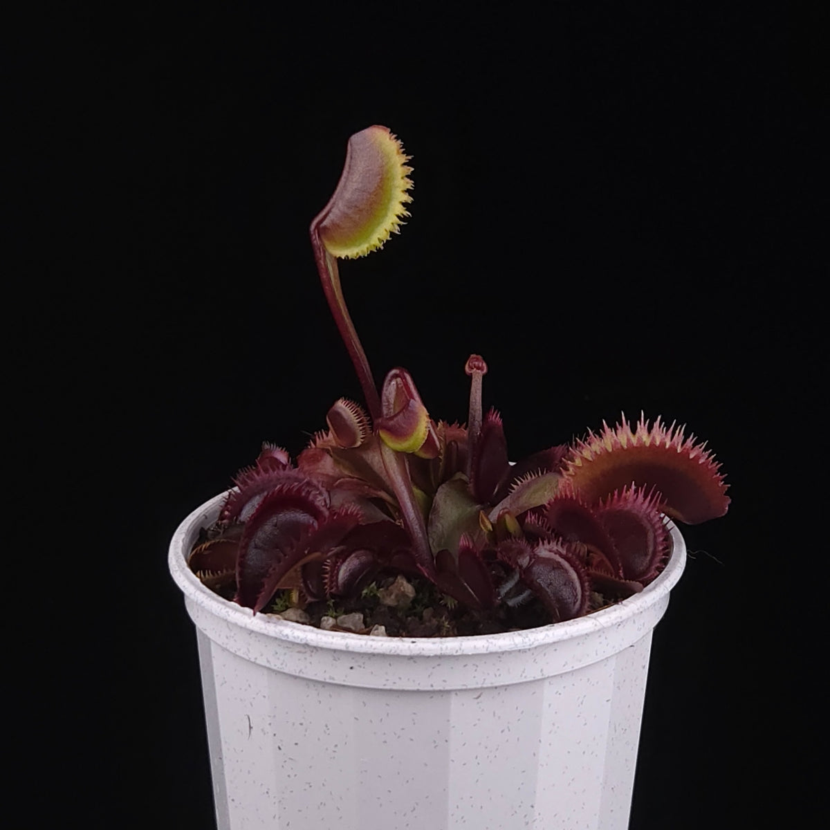Dionaea muscipula 'Red Piranha' – Red Venus Flytrap