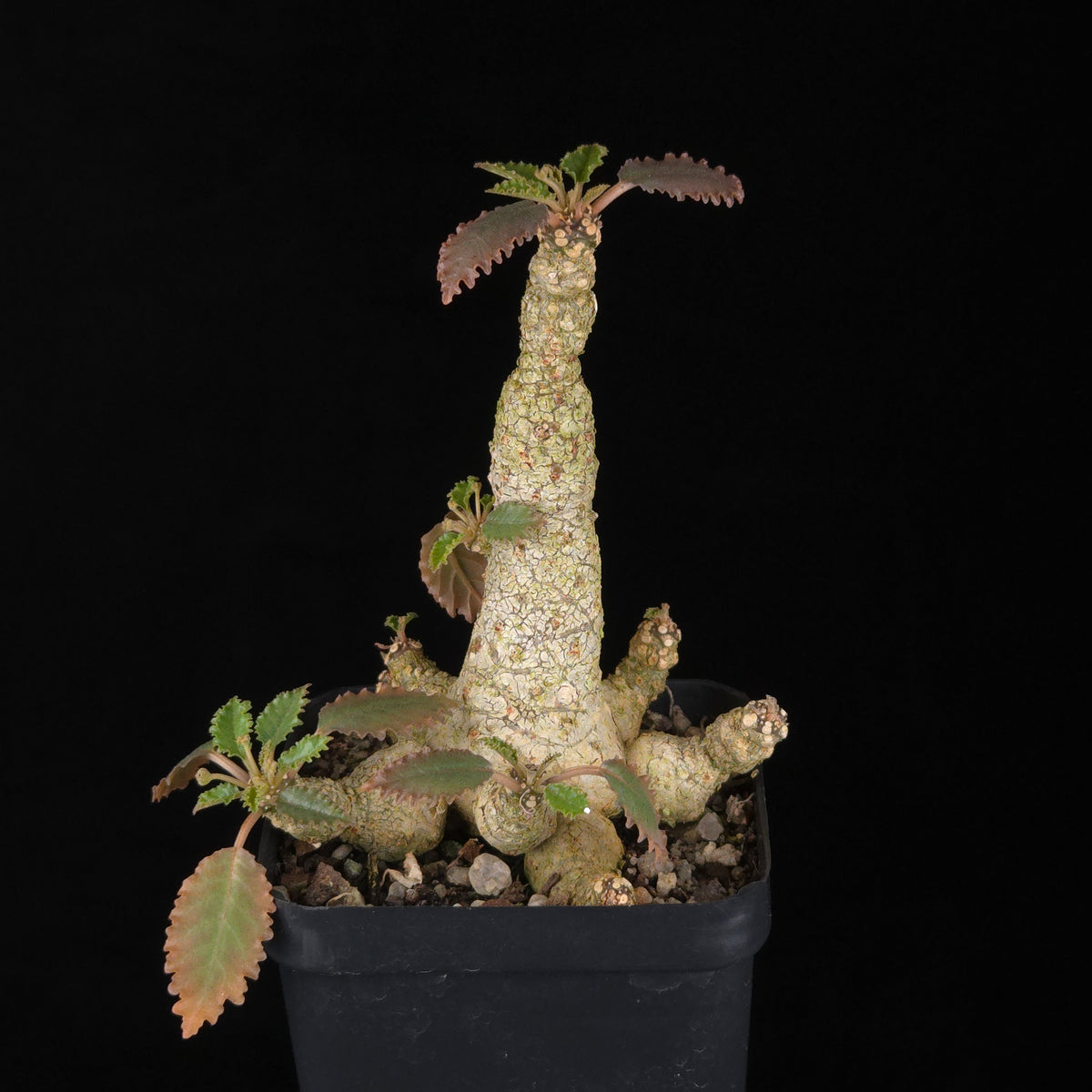 Dorstenia horwoodii Hybrid (WA Prohibited)