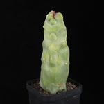 Lophocereus schottii – 100 mm One-Off Specimen