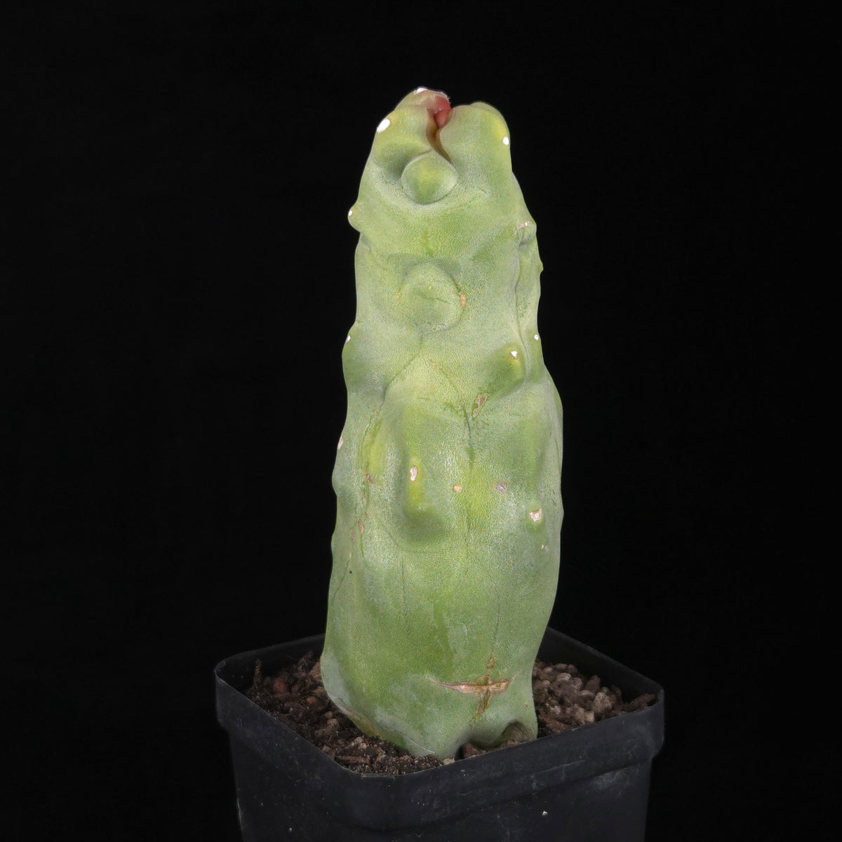 Lophocereus schottii – 100 mm One-Off Specimen