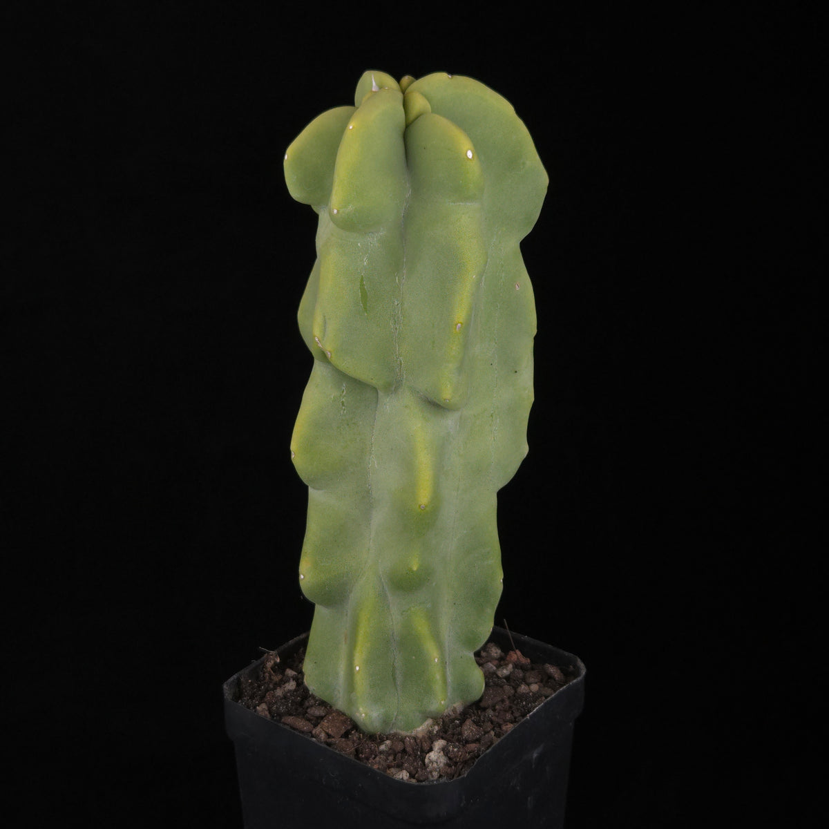 Lophocereus schottii – 100 mm One-Off Specimen