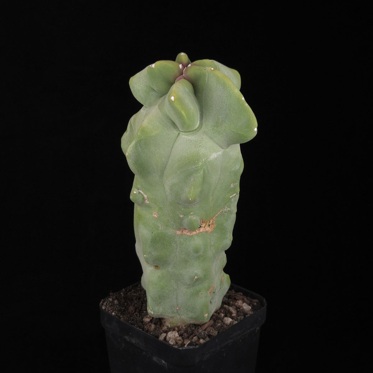 Lophocereus schottii – 100 mm One-Off Specimen