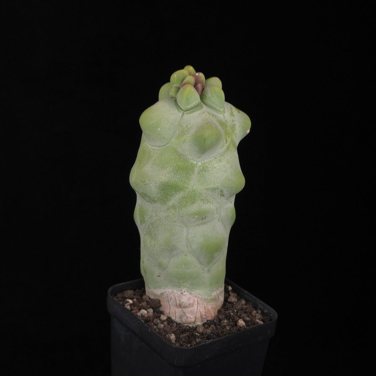 Lophocereus schottii – 100 mm One-Off Specimen