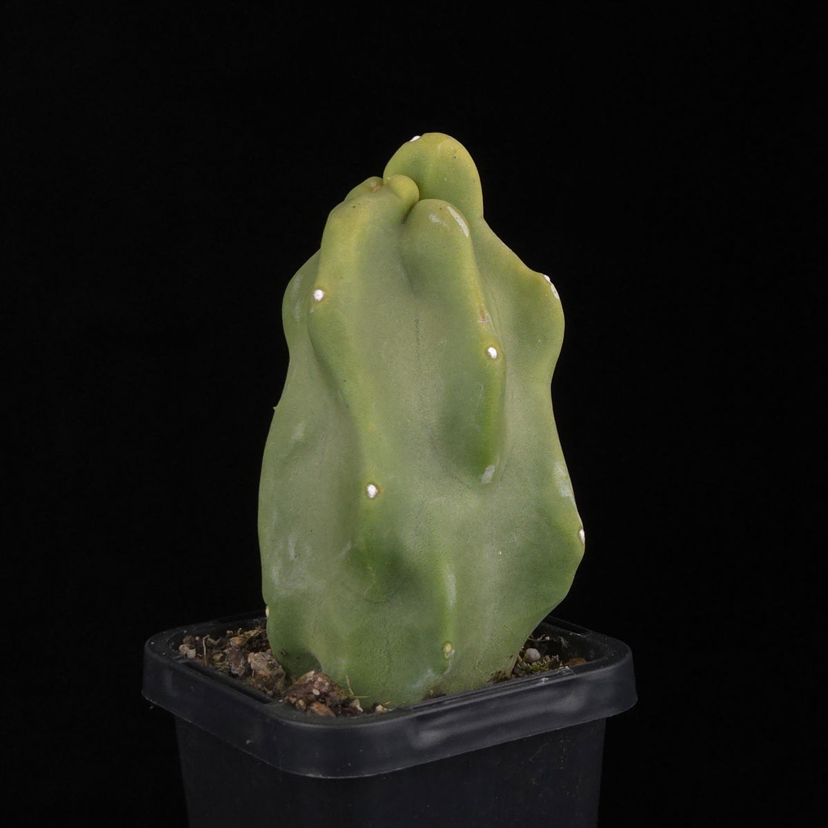 Lophocereus schottii (syn. Pachycereus)