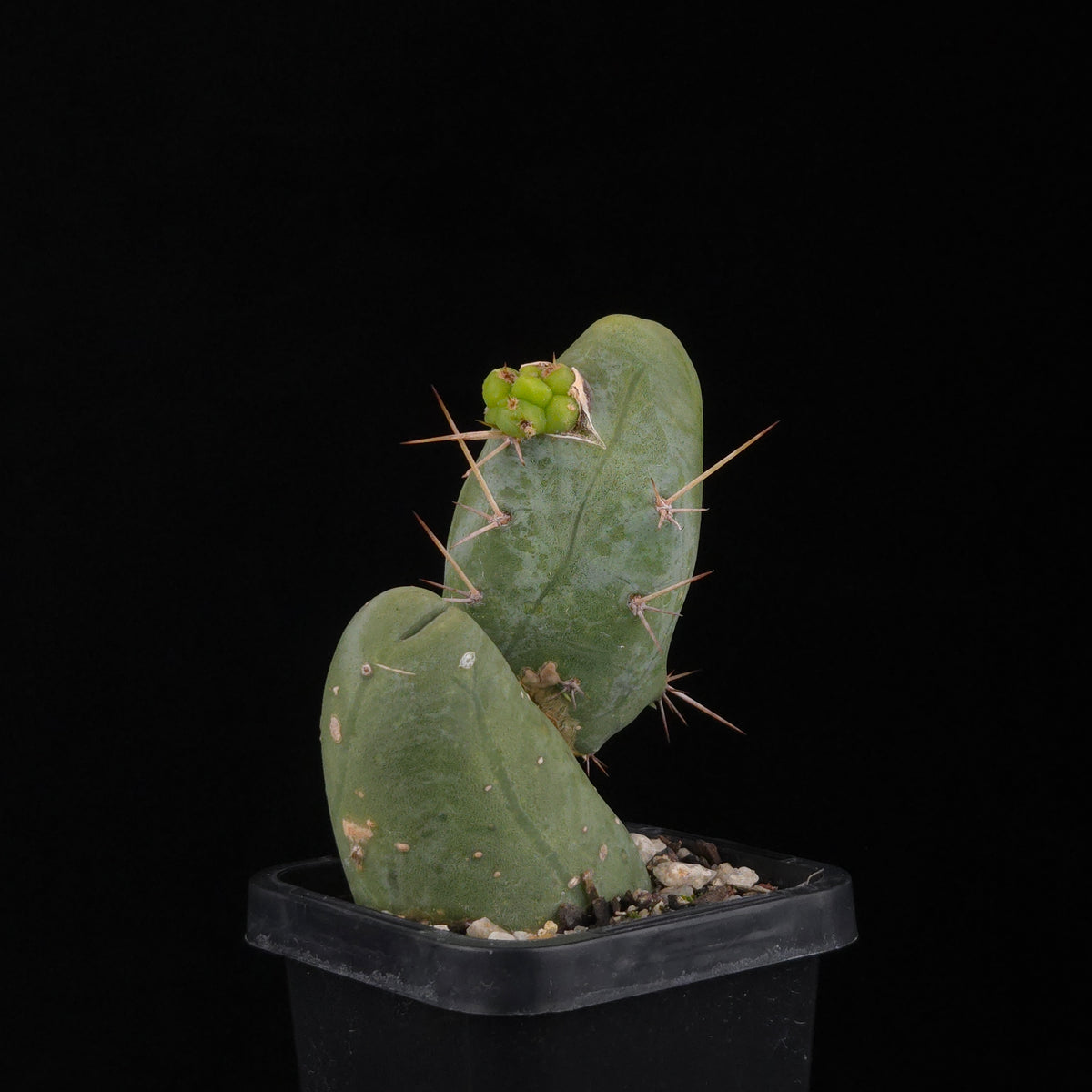 Trichocereus bridgesii f. monstrosa (Penis Cactus)