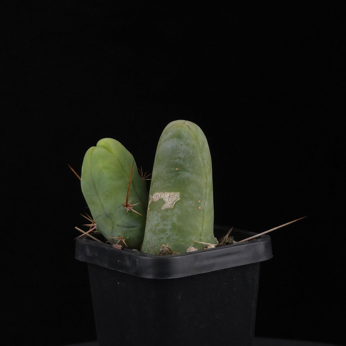 Trichocereus bridgesii f. monstrosa (Penis Cactus)