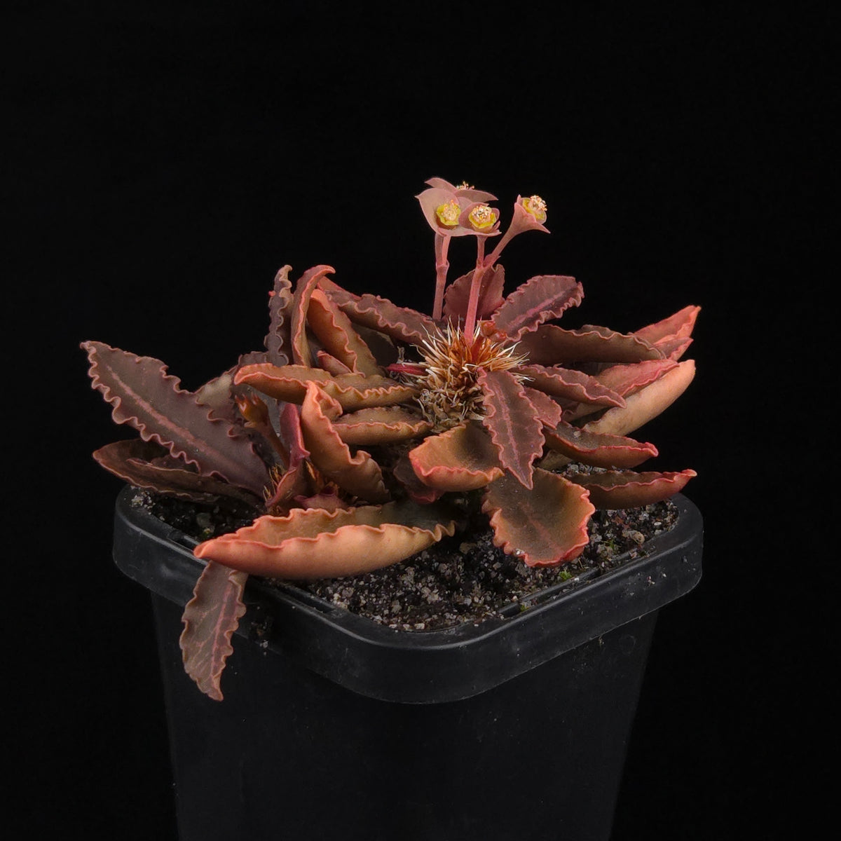 Euphorbia francoisii Hybrids (WA Prohibited) – Selected Juvenile Plants