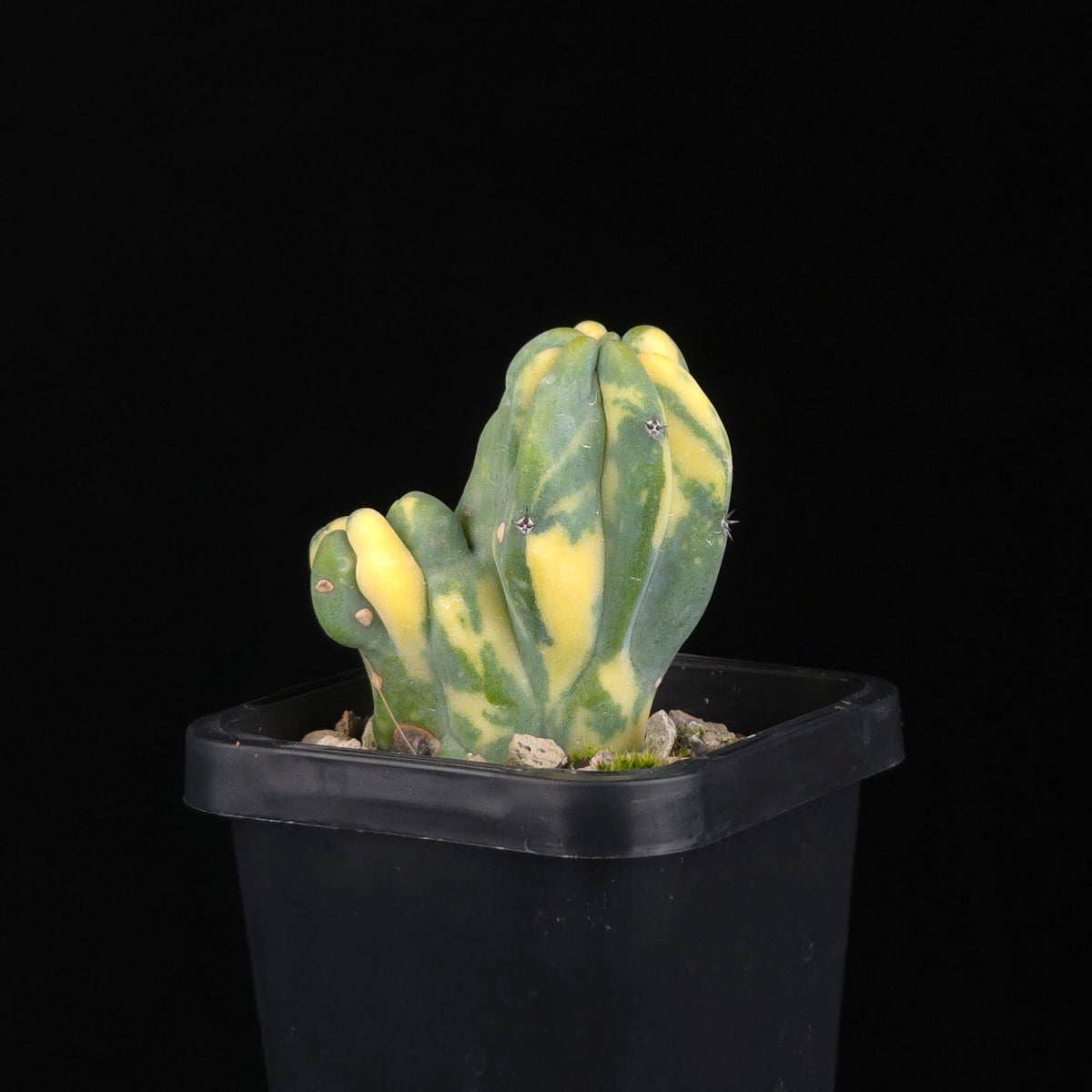 Myrtillocactus geometrizans Montrose Variegata
