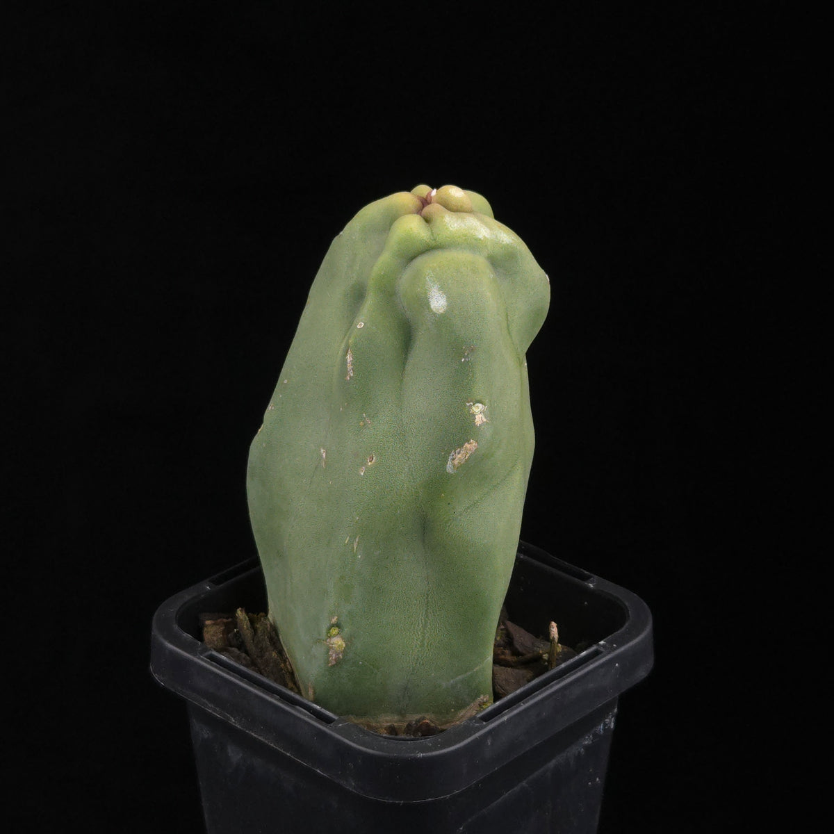 Lophocereus schottii (syn. Pachycereus)