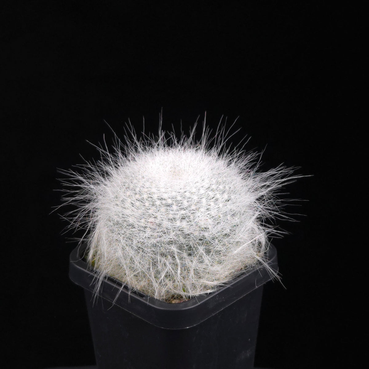 Mammillaria hahniana 'Superba'