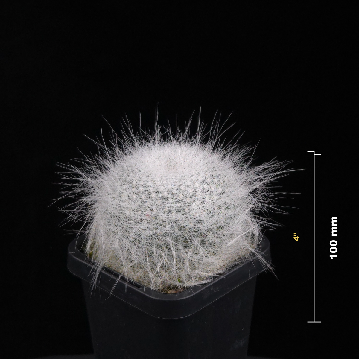 Mammillaria hahniana 'Superba'