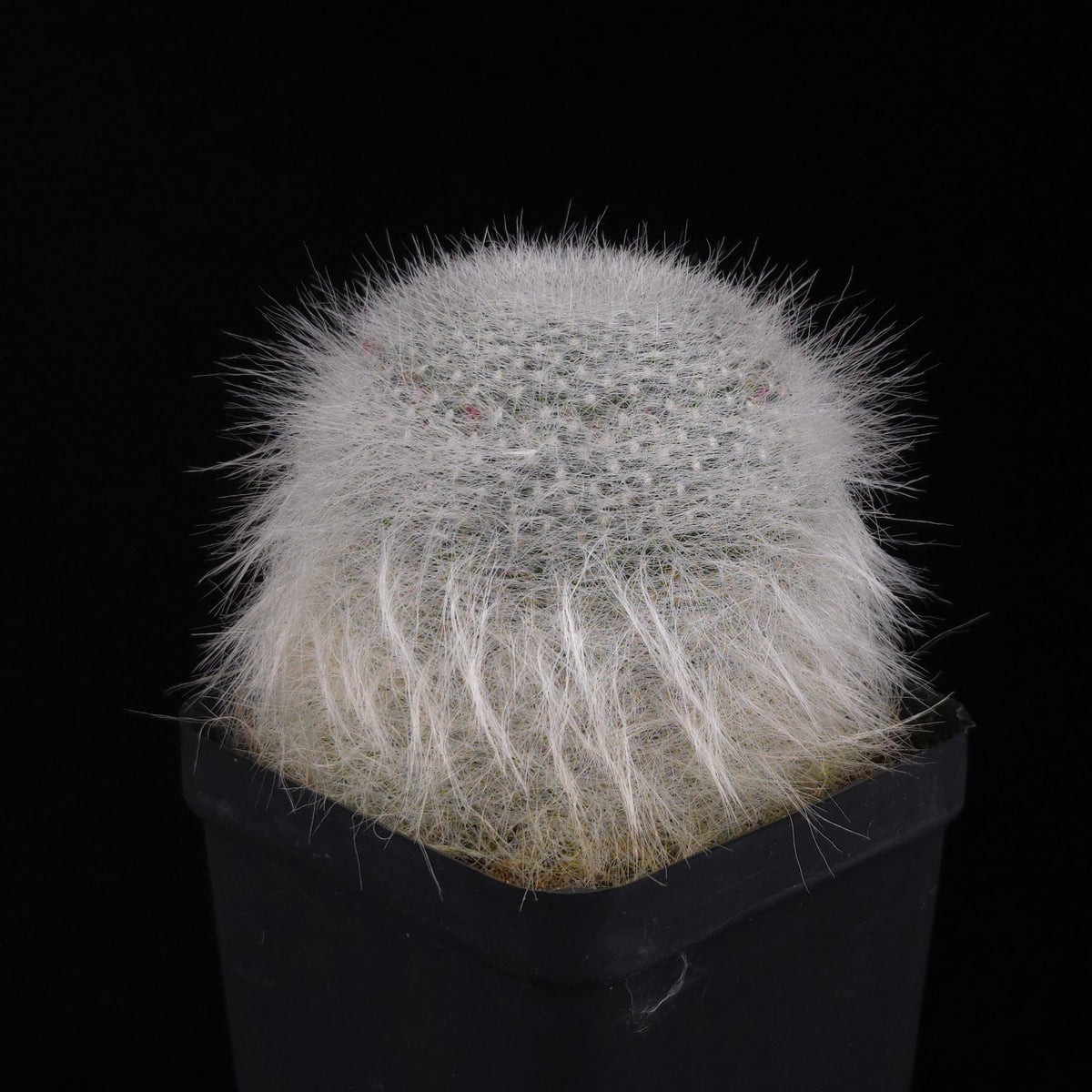 Mammillaria hahniana 'Superba'