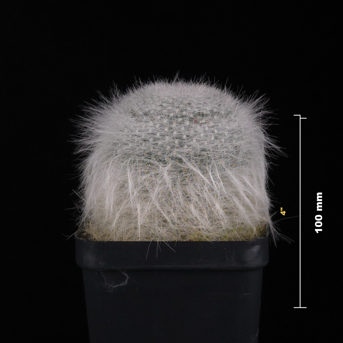 Mammillaria hahniana 'Superba'