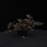 Ludisia discolor – Jewel Orchid – Large Ex-Propagation Clumps