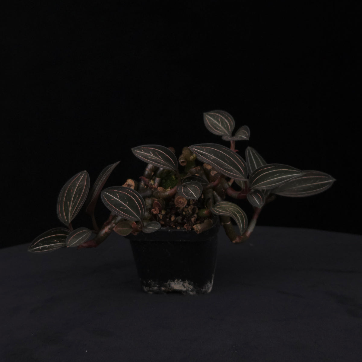 Ludisia discolor – Jewel Orchid – Large Ex-Propagation Clumps