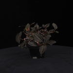 Ludisia discolor – Jewel Orchid – Large Ex-Propagation Clumps