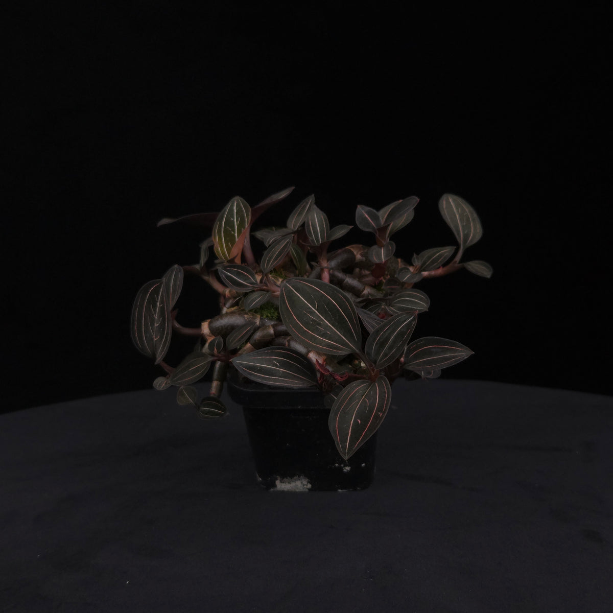 Ludisia discolor – Jewel Orchid – Large Ex-Propagation Clumps