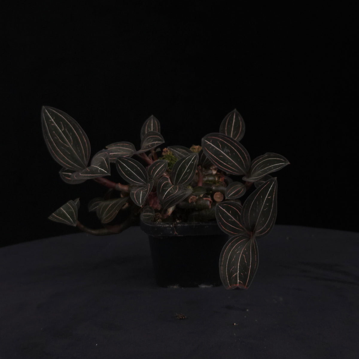 Ludisia discolor – Jewel Orchid – Large Ex-Propagation Clumps