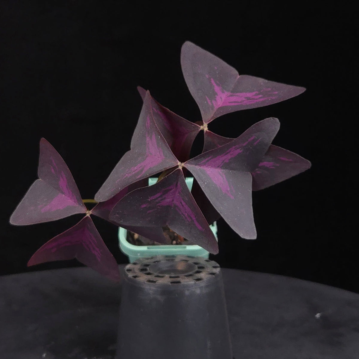 Oxalis triangularis Purple Shamrock