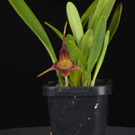 Masdevallia picea – Rare Cool-Growing Species Orchid