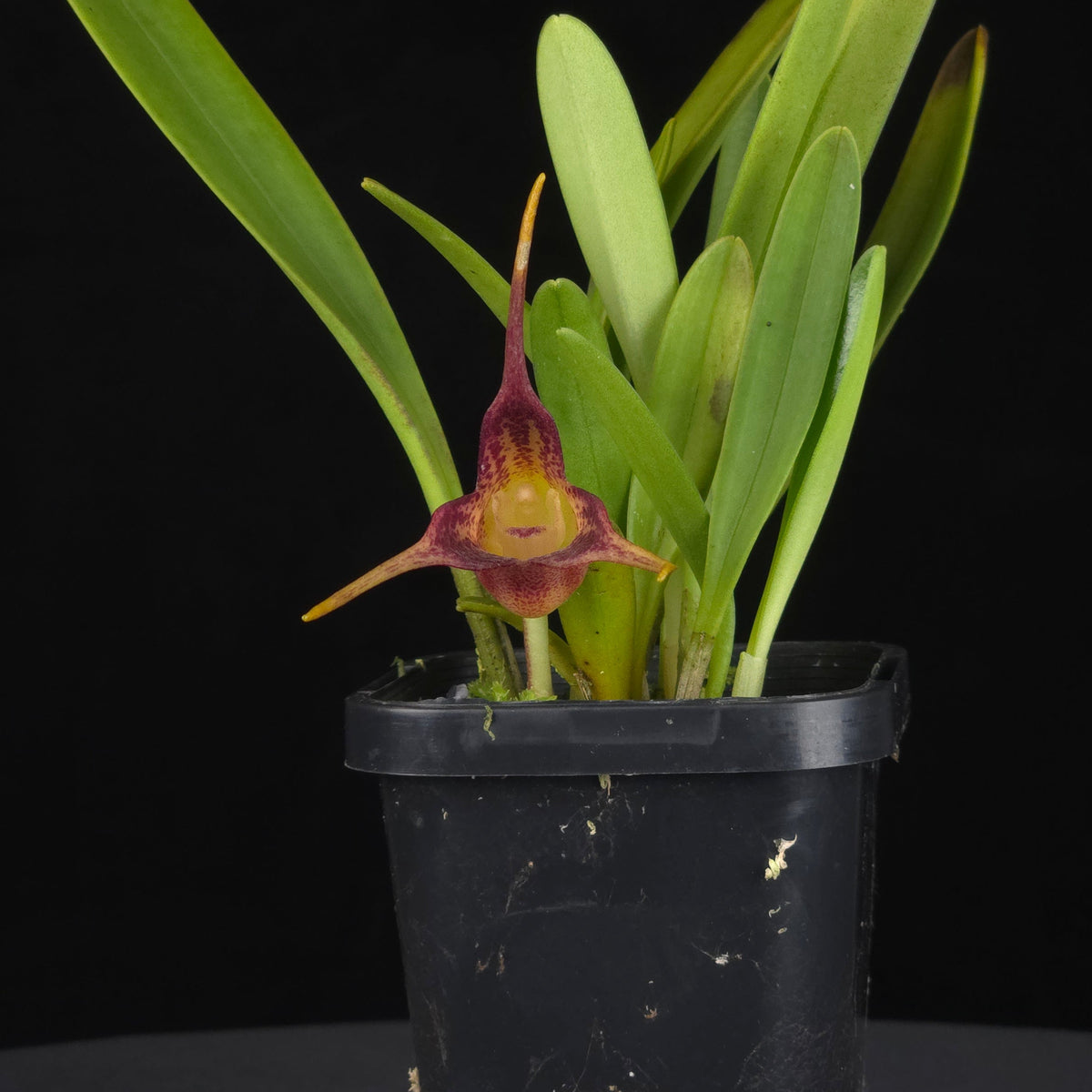 Masdevallia picea – Rare Cool-Growing Species Orchid