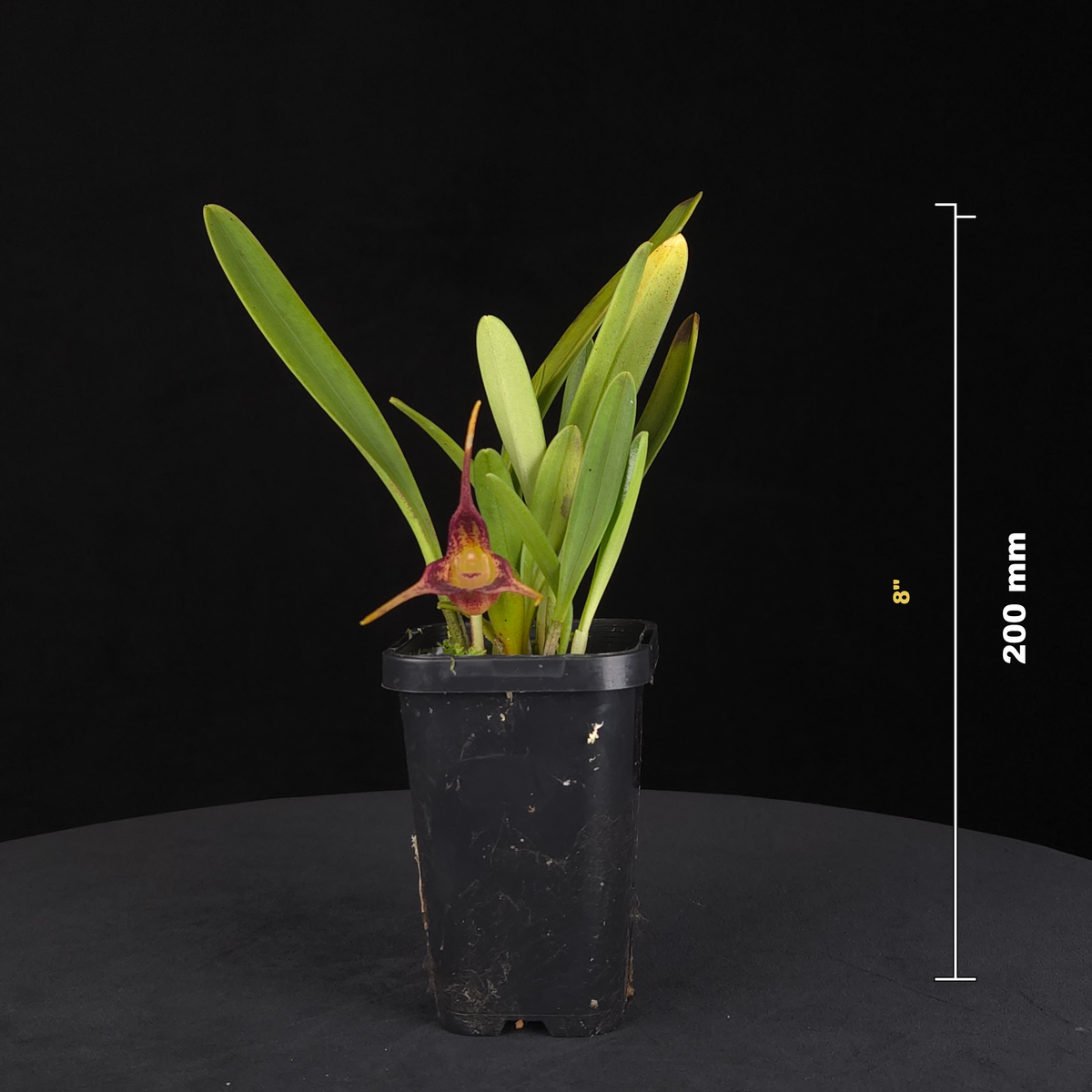 Masdevallia picea – Rare Cool-Growing Species Orchid