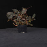 Ludisia discolor – Jewel Orchid – Large Ex-Propagation Clumps