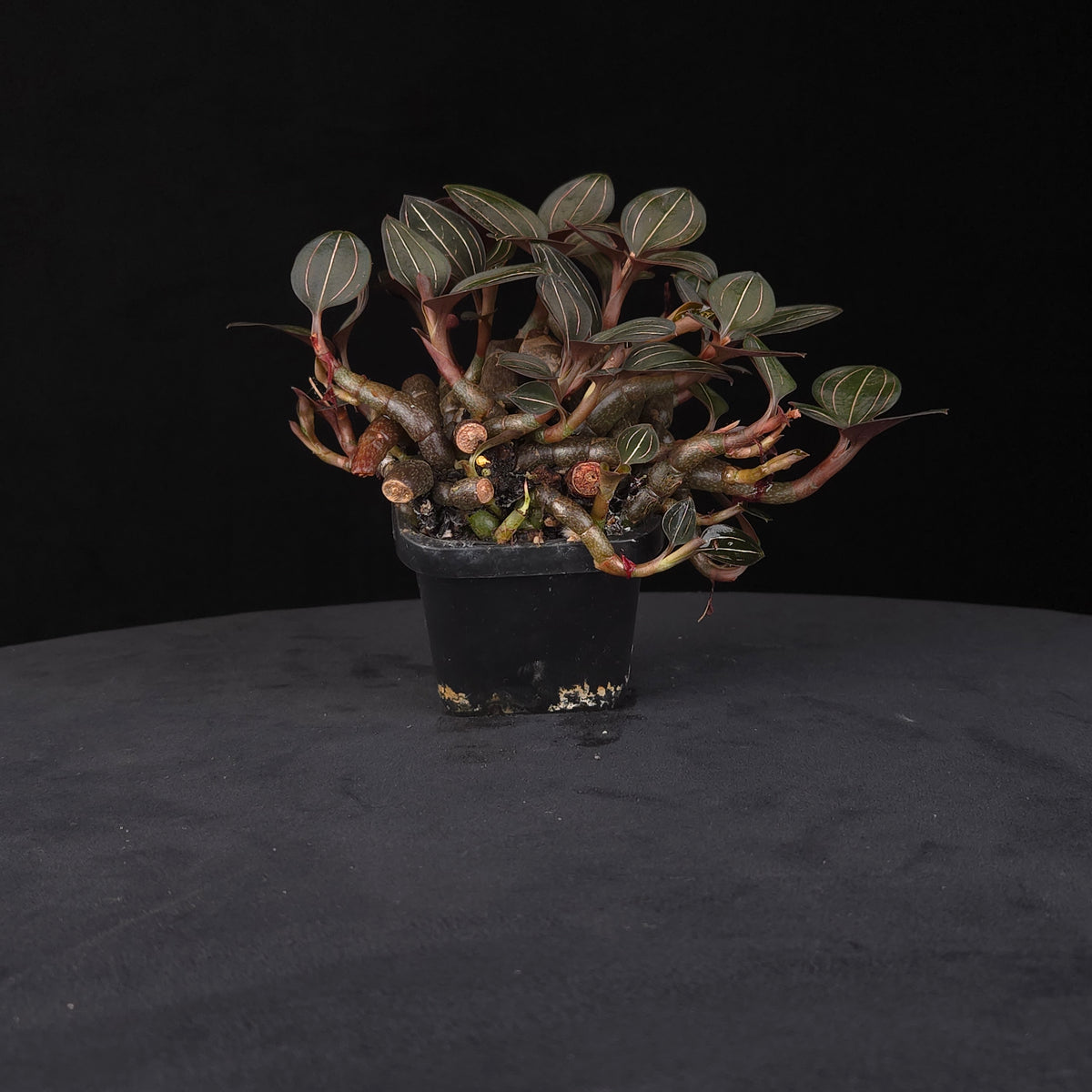 Ludisia discolor – Jewel Orchid – Large Ex-Propagation Clumps