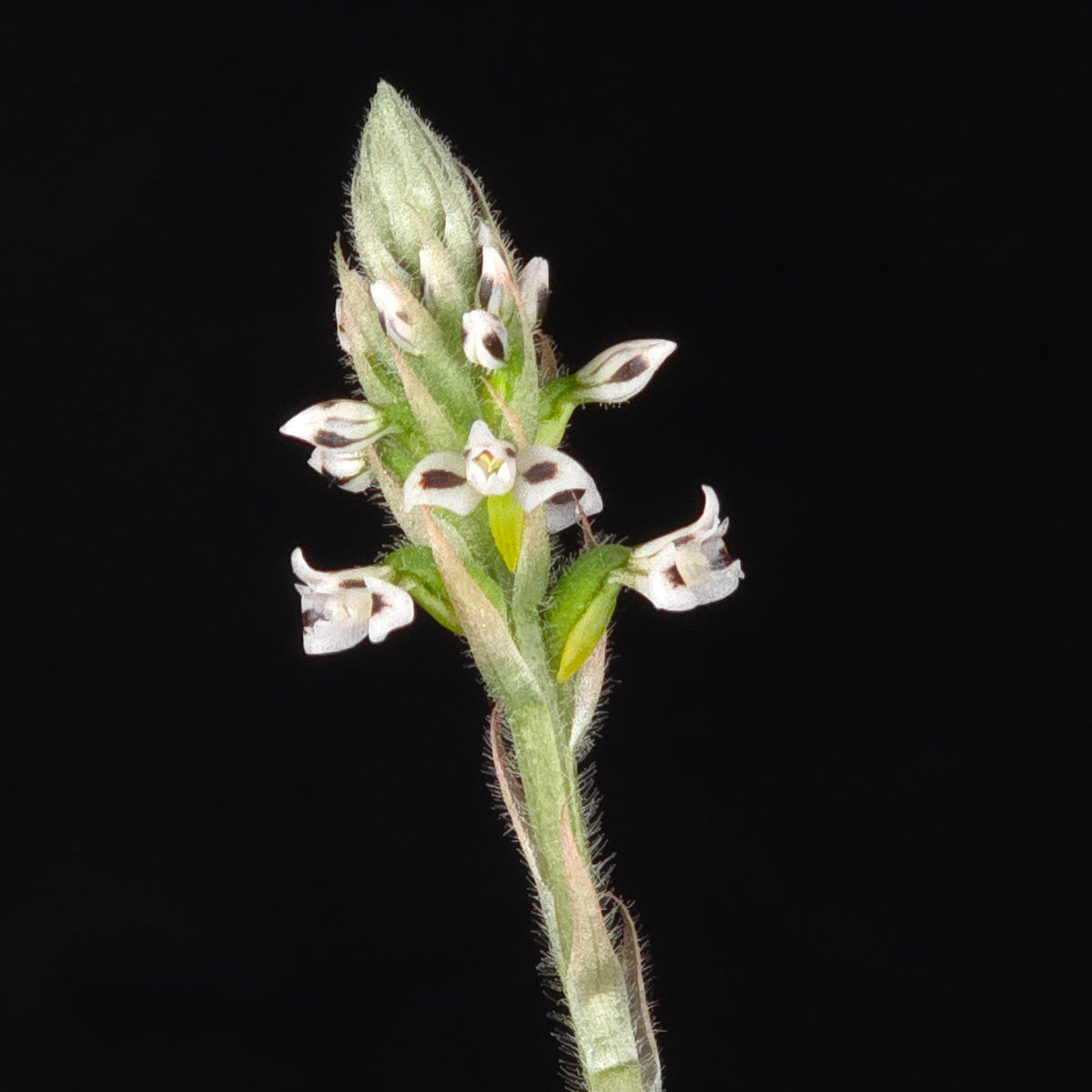 Microchilus argenteus (syn. Aspidogyne argentea) (WA Prohibited)