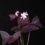 Oxalis triangularis Purple Shamrock