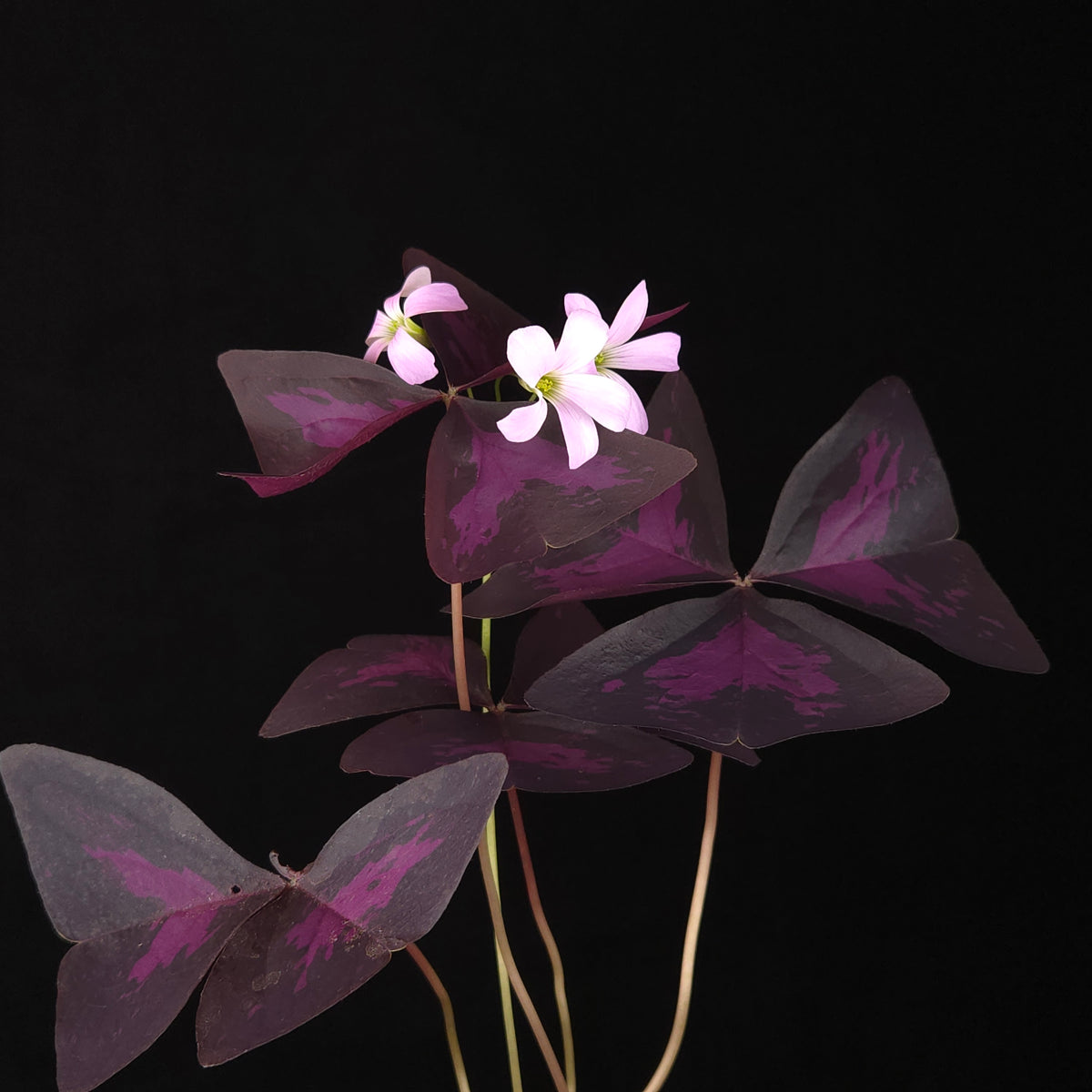 Oxalis triangularis Purple Shamrock