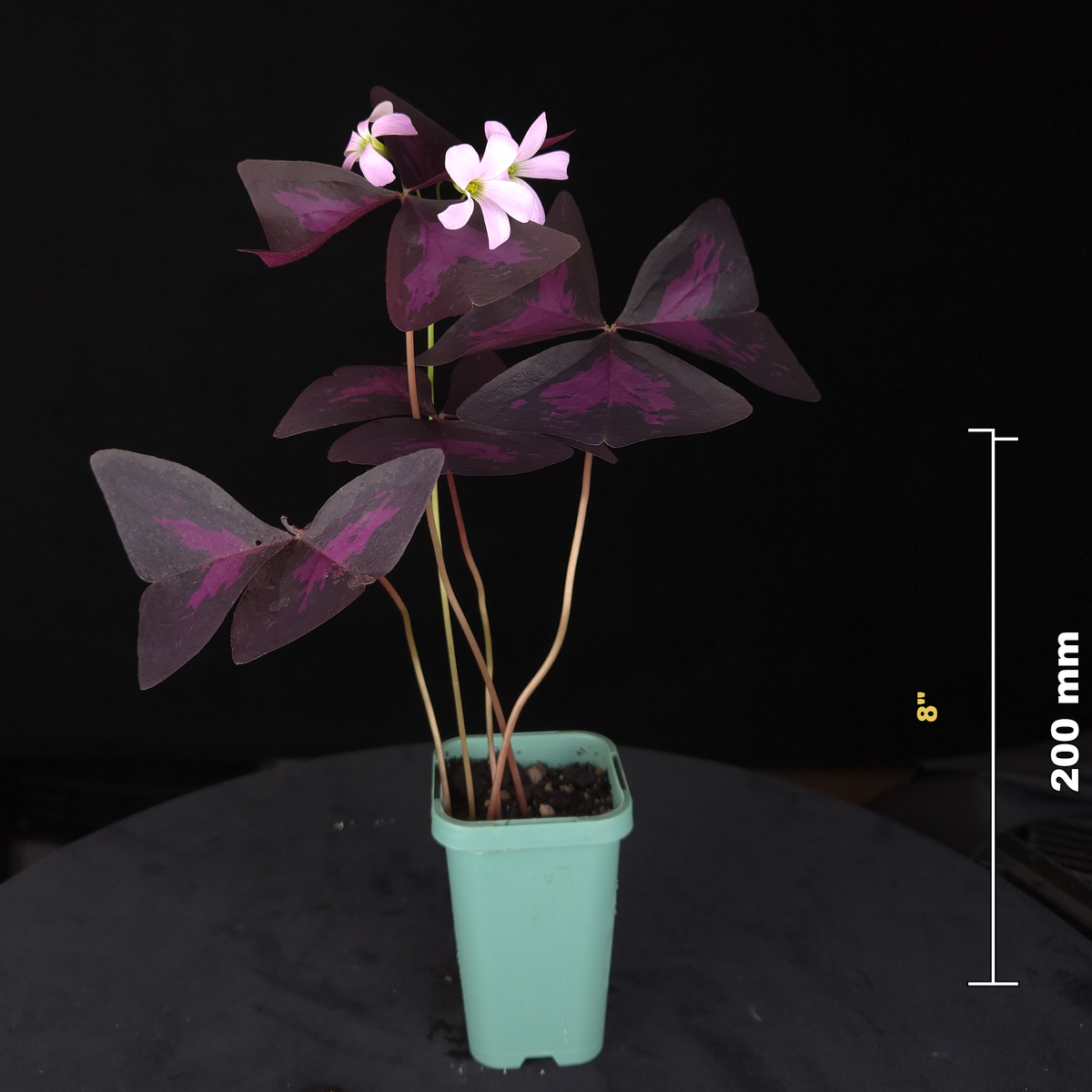Oxalis triangularis Purple Shamrock