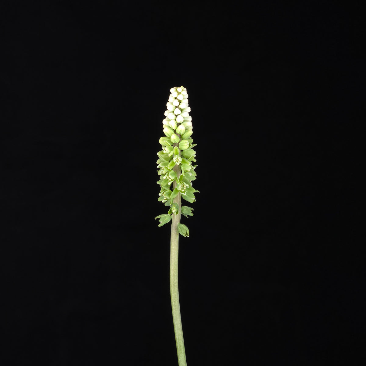 Drimiopsis maculata (Syn. Ledebouria petiolata) Spotted African Bulb