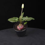 Drimiopsis maculata (Syn. Ledebouria petiolata) Spotted African Bulb