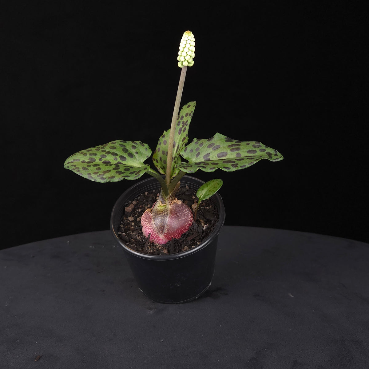 Drimiopsis maculata (Syn. Ledebouria petiolata) Spotted African Bulb