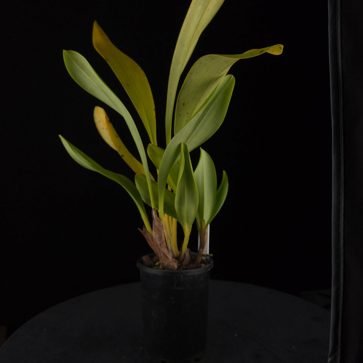 Cymbidium devonianum