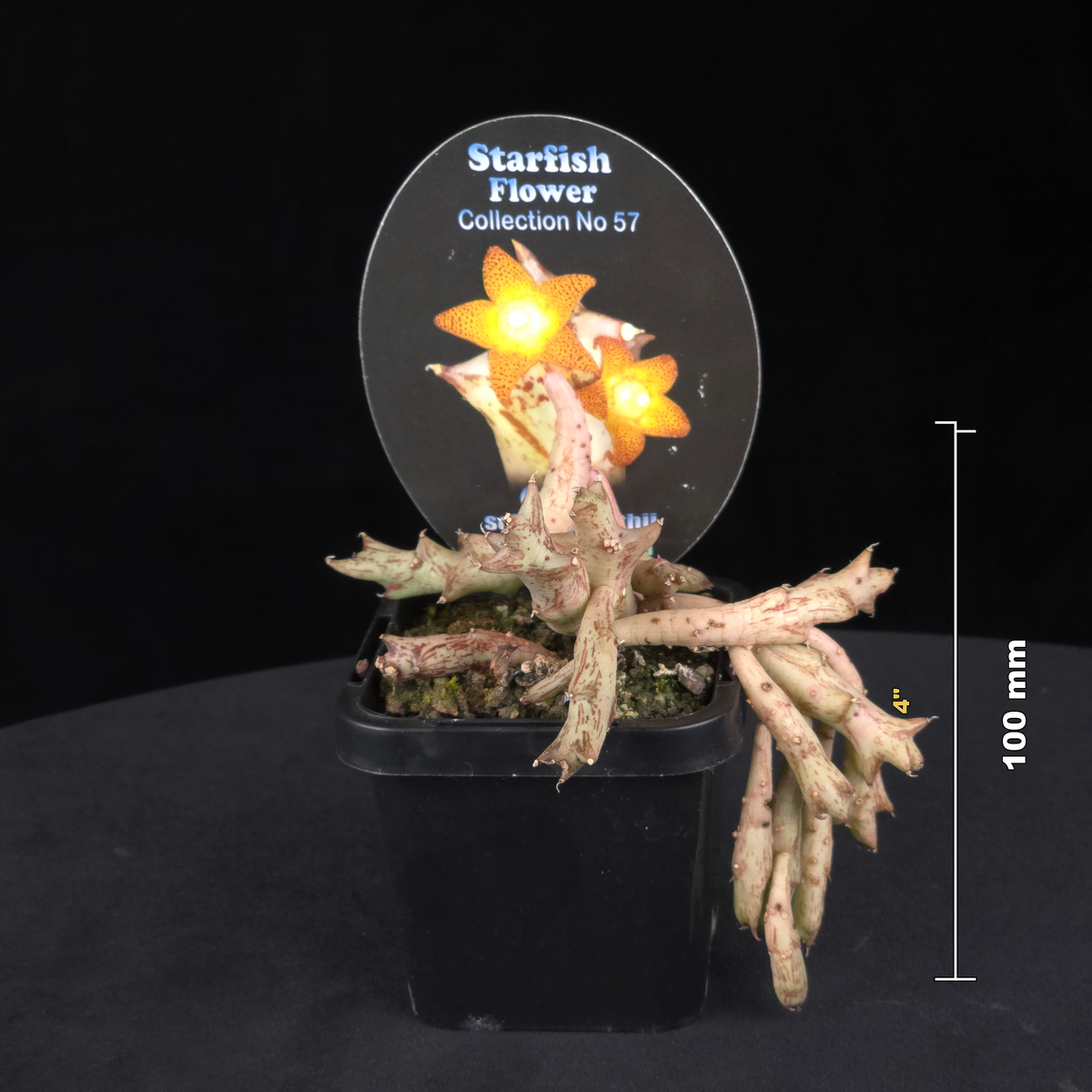 Orbea schweinfurthii Stapelia Starfish Flower – Collection No. 57