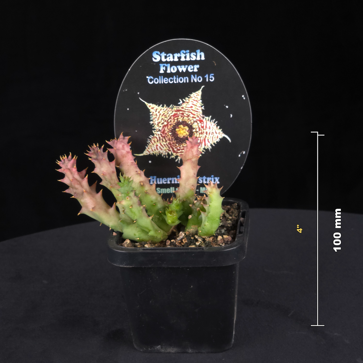 Huernia hystrix Stapelia Starfish Flower – Collection No. 15