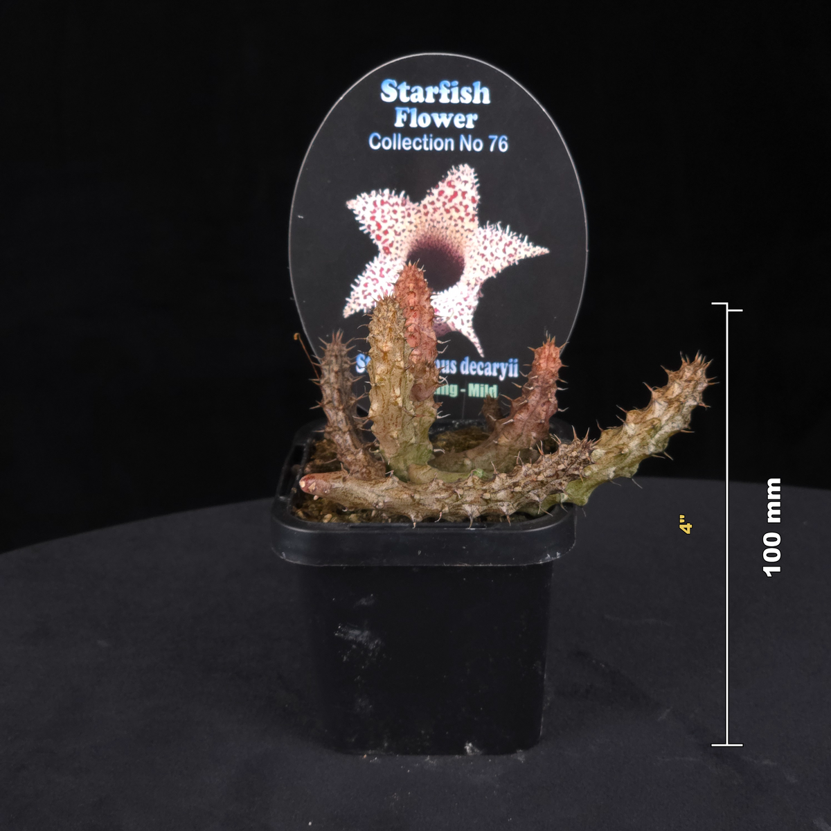Stapelianthus decaryi (Syn. Stapelianthus pilosus) Stapelia Starfish Flower – Collection No. 76