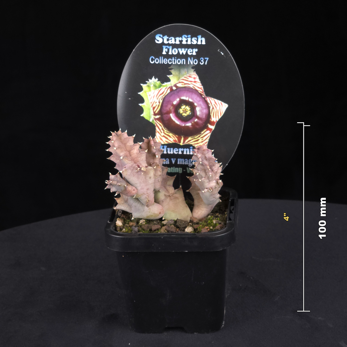 Huernia zebrina var. magniflora Stapelia Starfish Flower – Collection No. 37