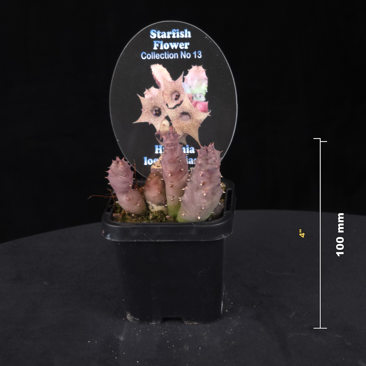 Huernia loeseneriana Stapelia Starfish Flower – Collection No. 13