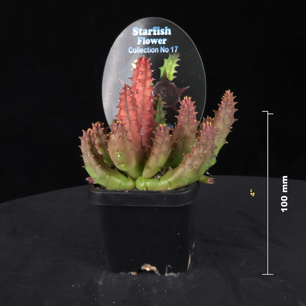 Huernia keniensis var. grandiflora Stapelia Starfish Flower – Collection No. 17