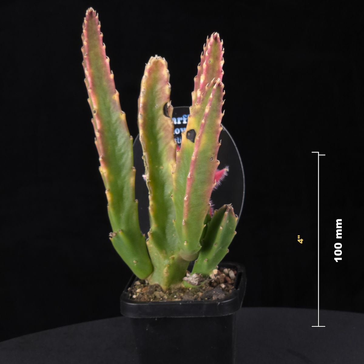 Stapelia grandiflora ‘Compacta’ Starfish Flower – Collection No. 83