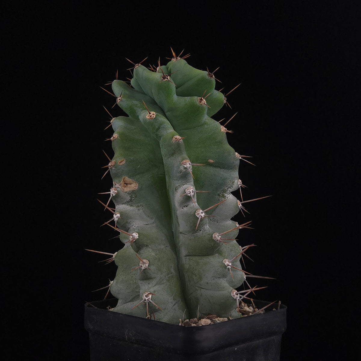Cereus forbesii 'Spiralis'