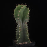 Cereus forbesii 'Spiralis'