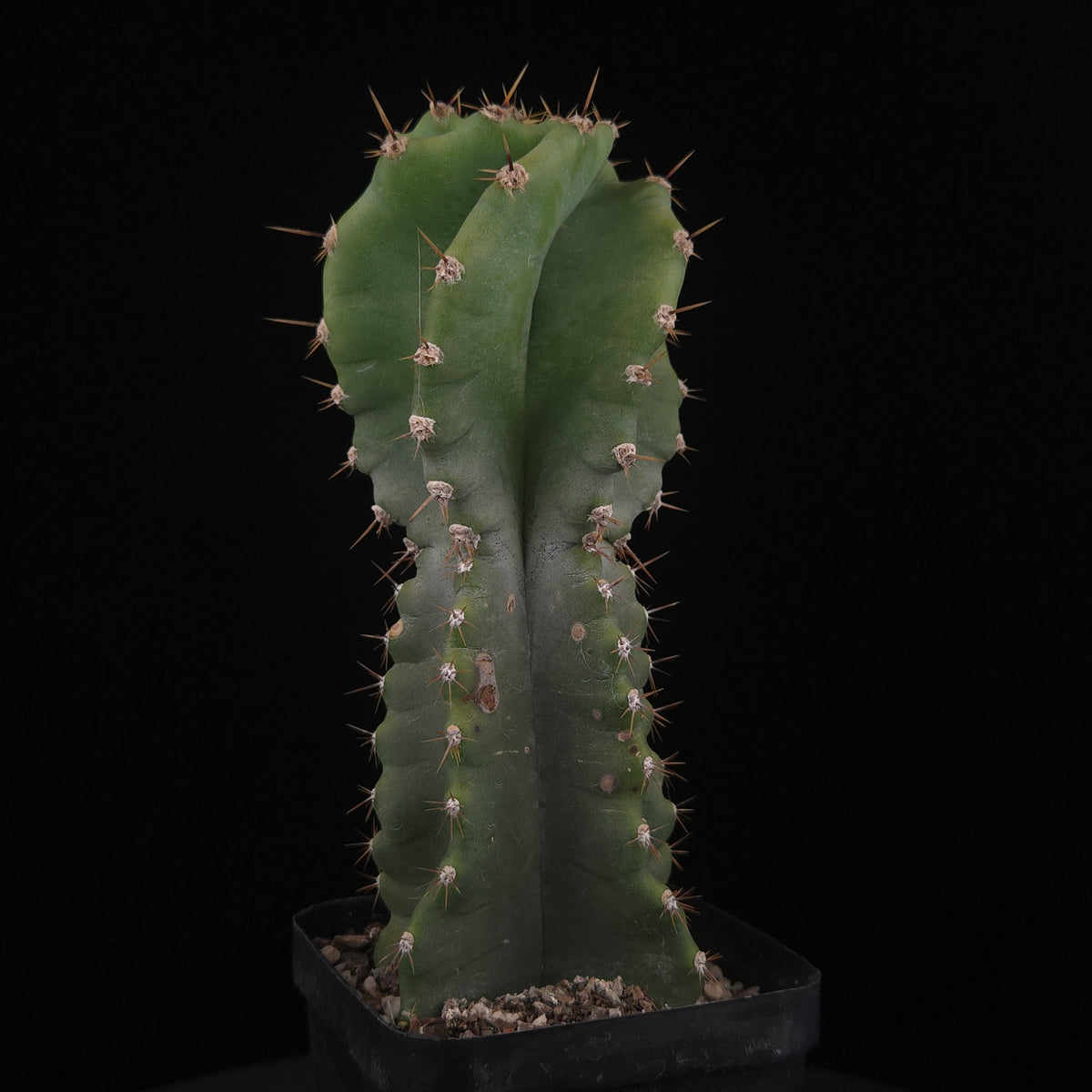 Cereus forbesii 'Spiralis'