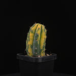 Echinopsis peruvianus f. variegata (syn. Echinopsis macrogona)